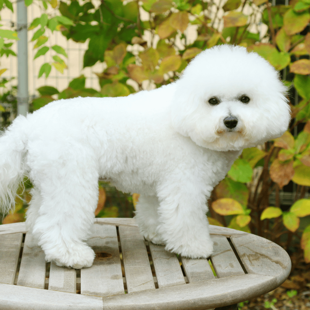 CocoPet