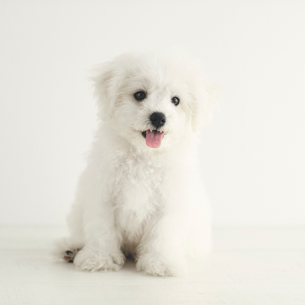 CocoPet