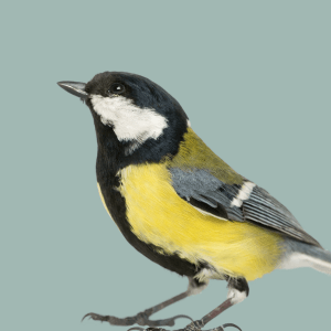 Bird