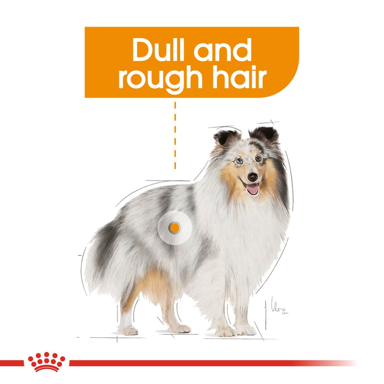 Royal Canin Coat Care Wet Dog Food Loaf in Sauce for Adult Dogs, 85g