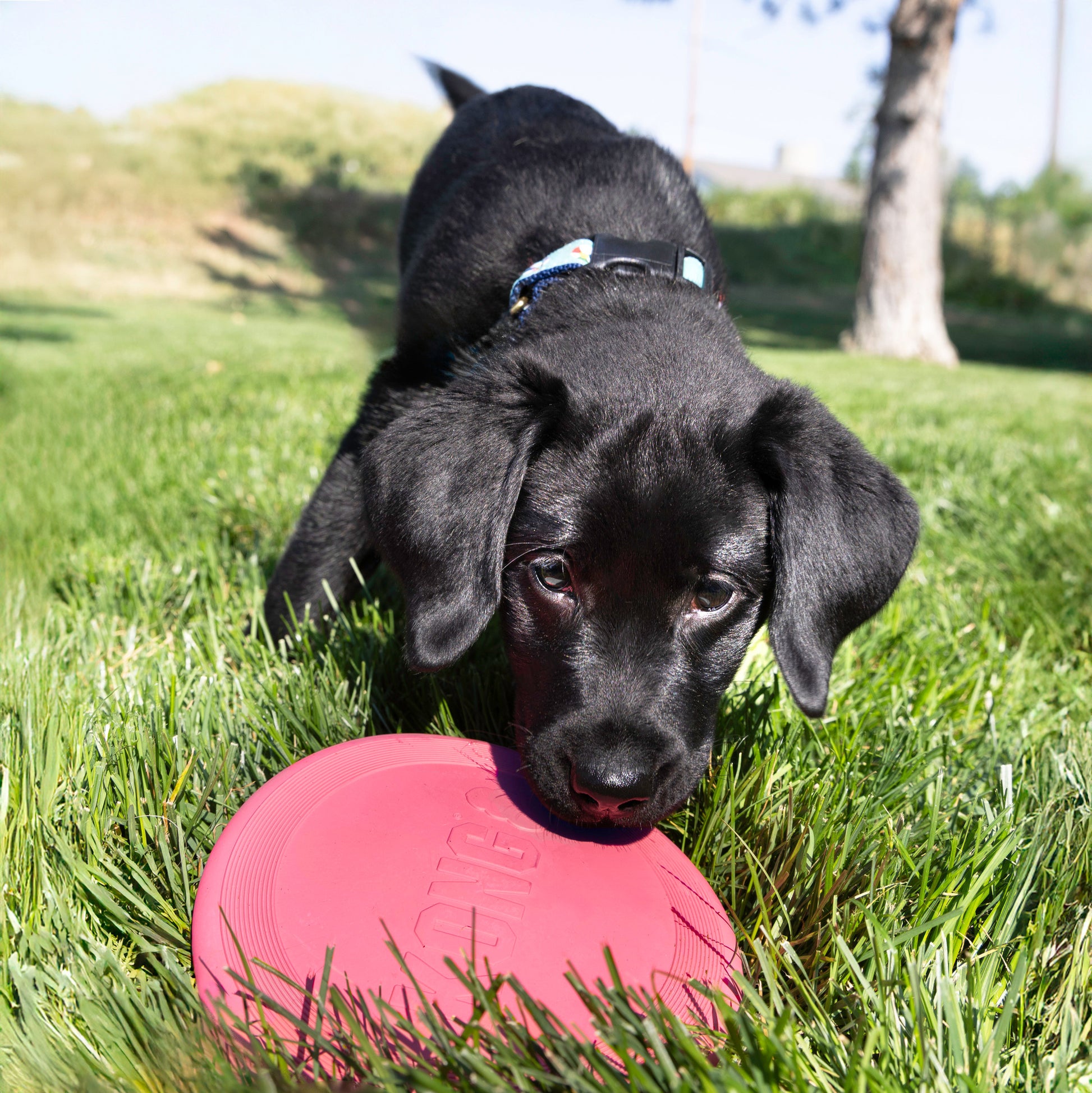 Kong Flyer Frisbee Puppy Toy, Small