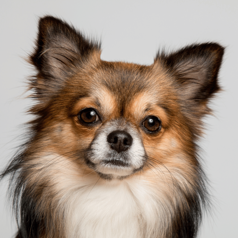 CocoPet