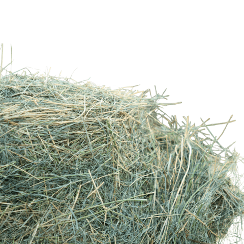 Small Pet Food & Treats