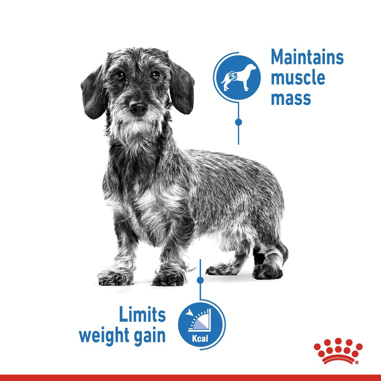 Royal Canin Light Weight Care Dry Dog Food for Extra-Small Breed Adult Dogs, 1.5kg