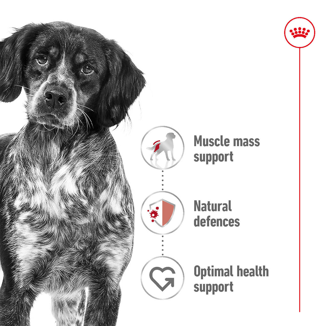 Royal Canin Dry Dog Food for Medium Breed Adult Dogs