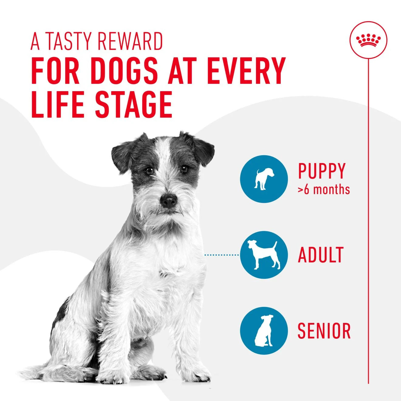Royal Canin Dog Training Treats, 110g