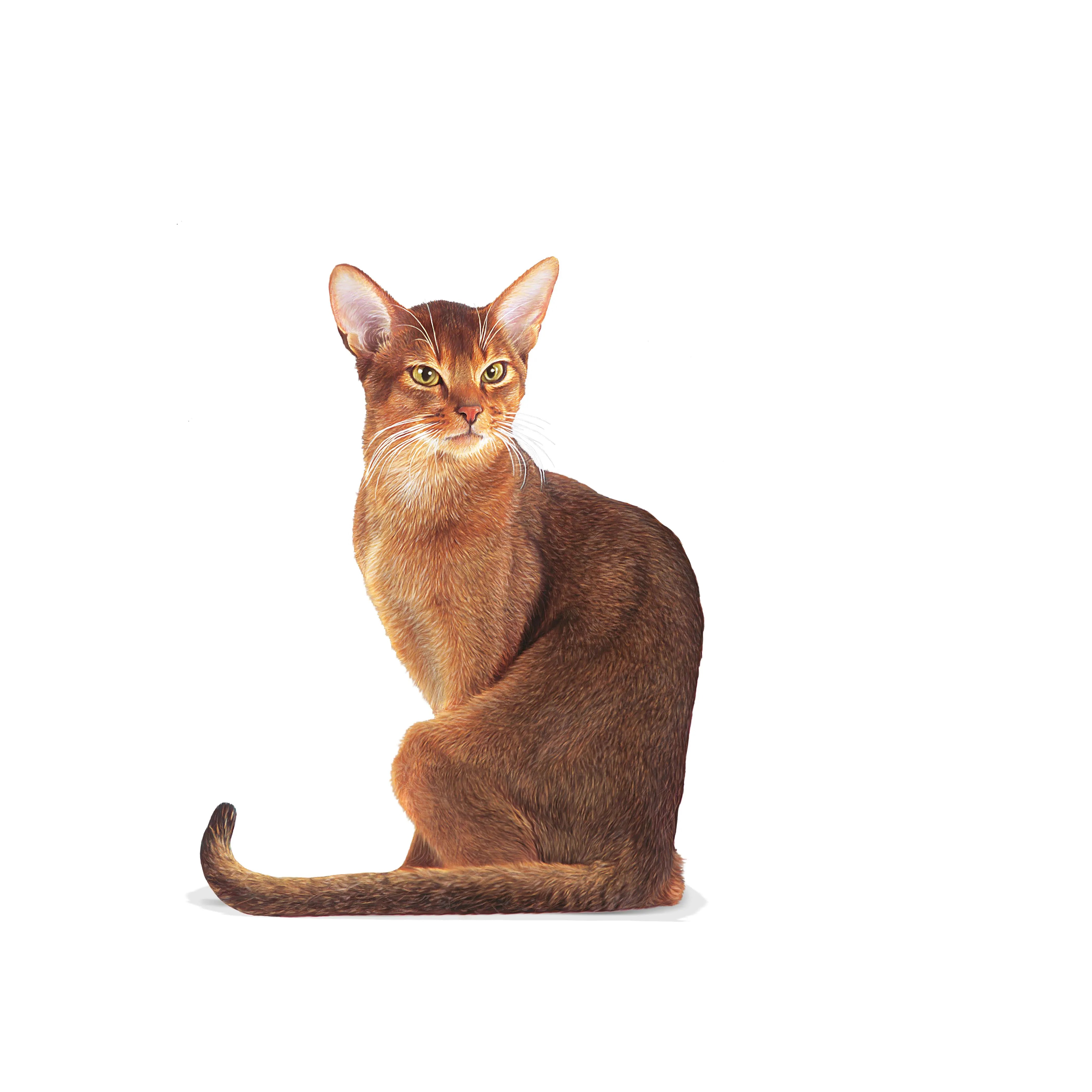 Royal Canin Fussy Exigent Dry Cat Food for Adult Cats