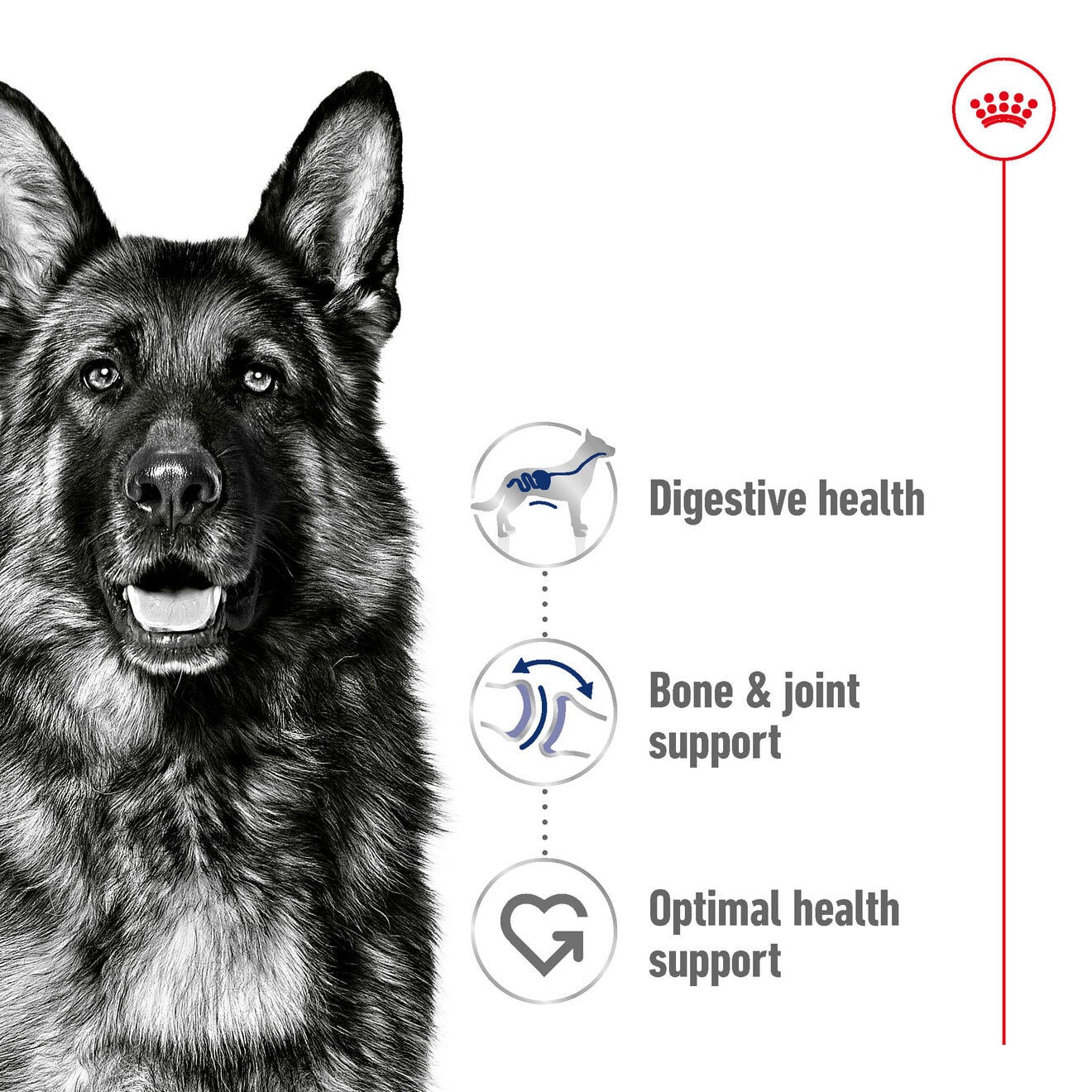 Royal Canin Dry Dog Food for Large Breed Adult Dogs