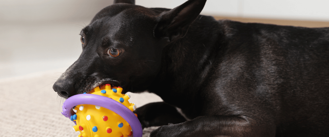 Chew Toys