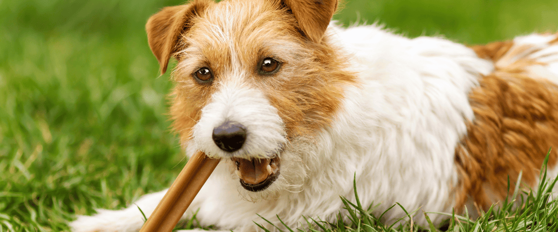 Edible Chews