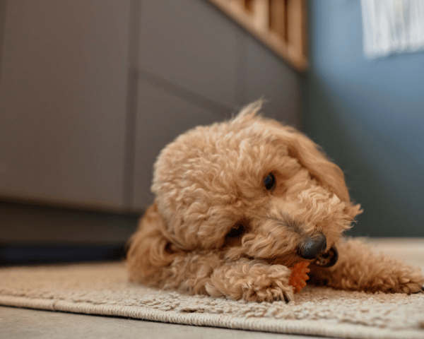 Gentle chewers