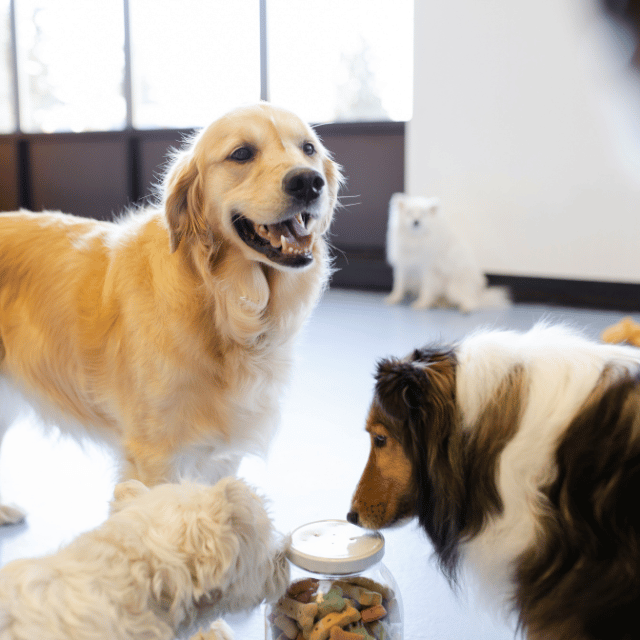 Social Dog (Daycare, Kennels, Parks)