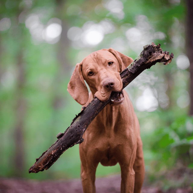 Loves Woodland Walks