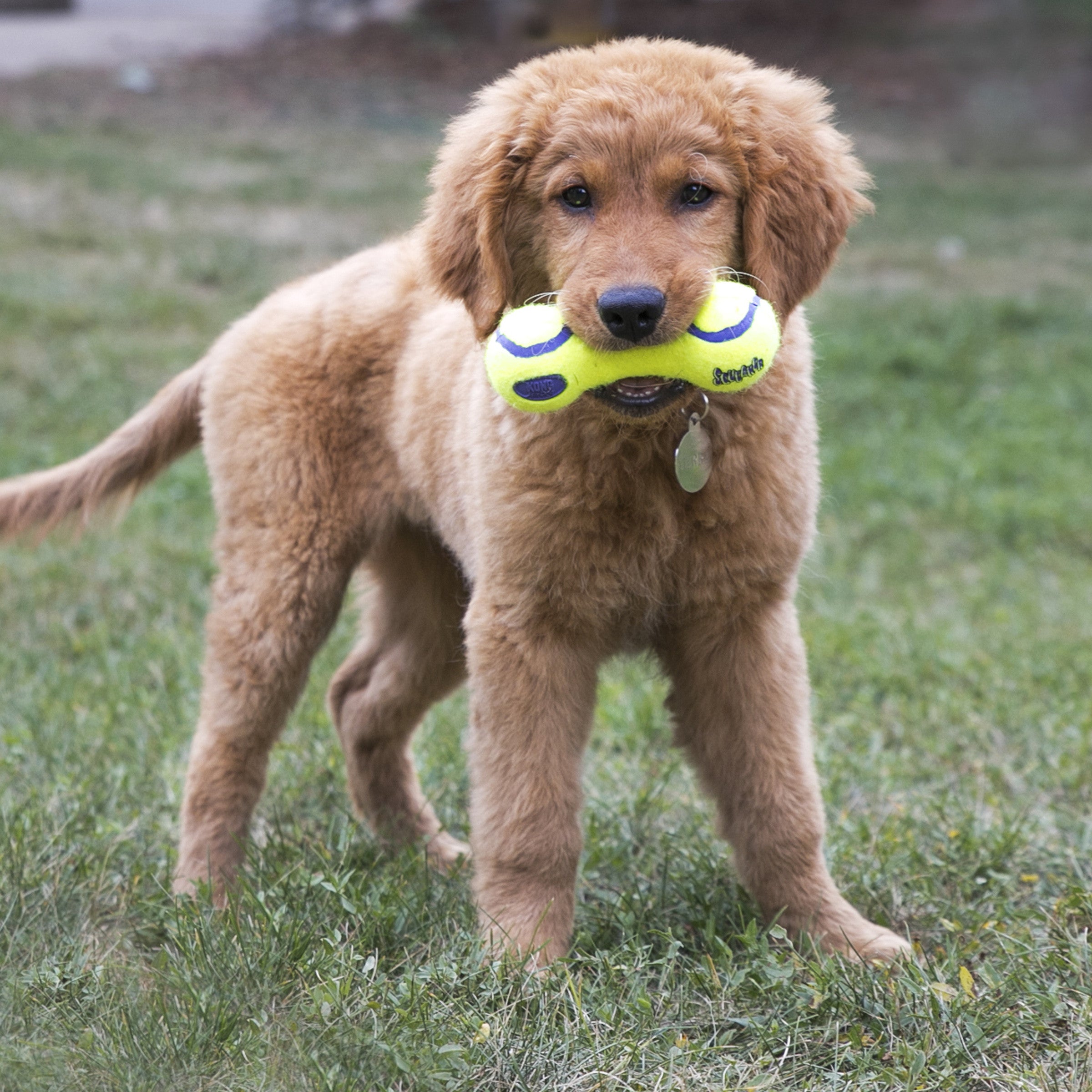 Kong AirDog Squeaker Dumbbell Dog Toy