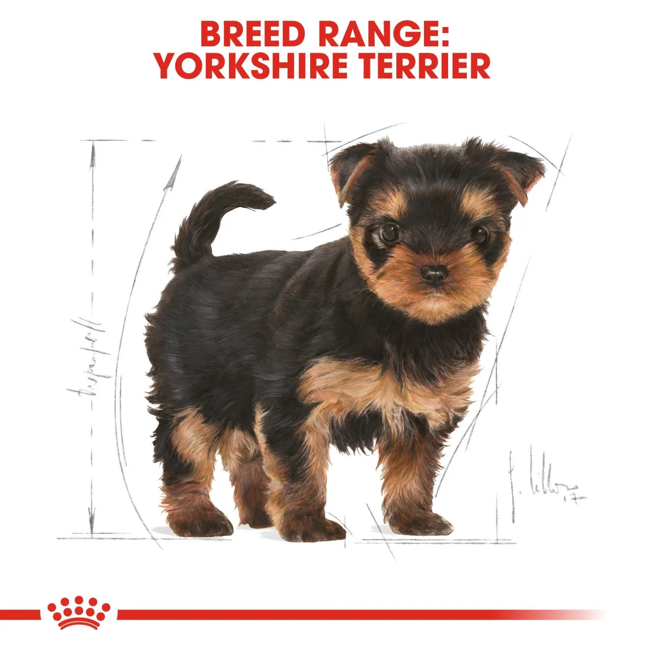 Royal Canin Dry Dog Food for Yorkshire Terrier Puppies, 1.5kg
