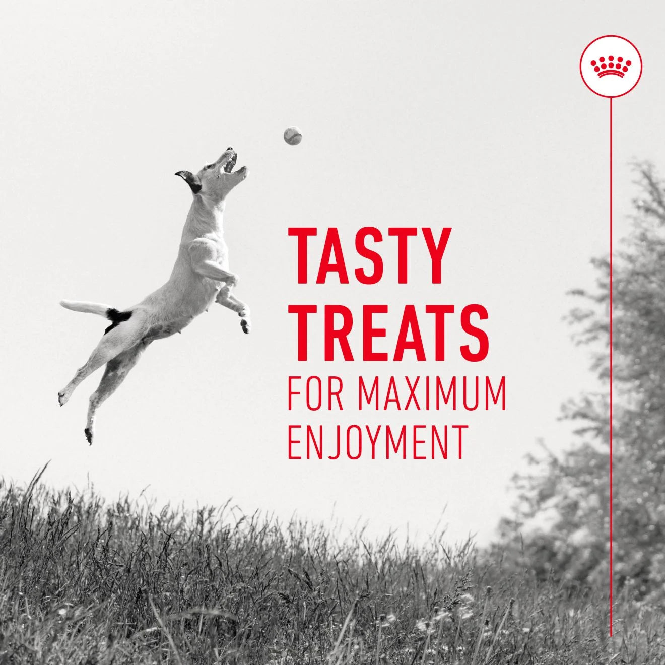 Royal Canin Dog Training Treats, 110g