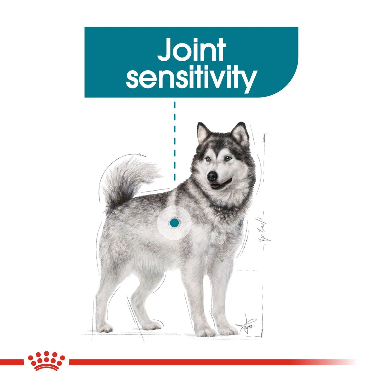 Royal Canin Joint Care Dry Dog Food for Large Breed Adult Dogs, 10kg