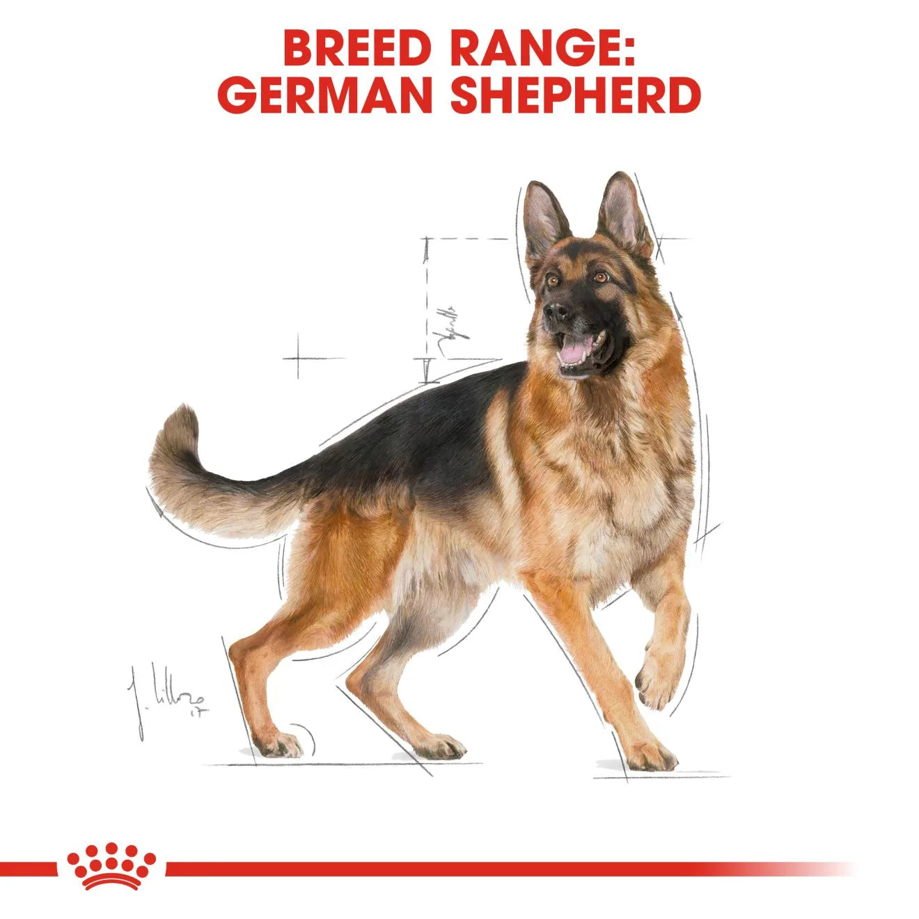 Royal Canin Dry Dog Food for Adult German Shepherds, 11kg