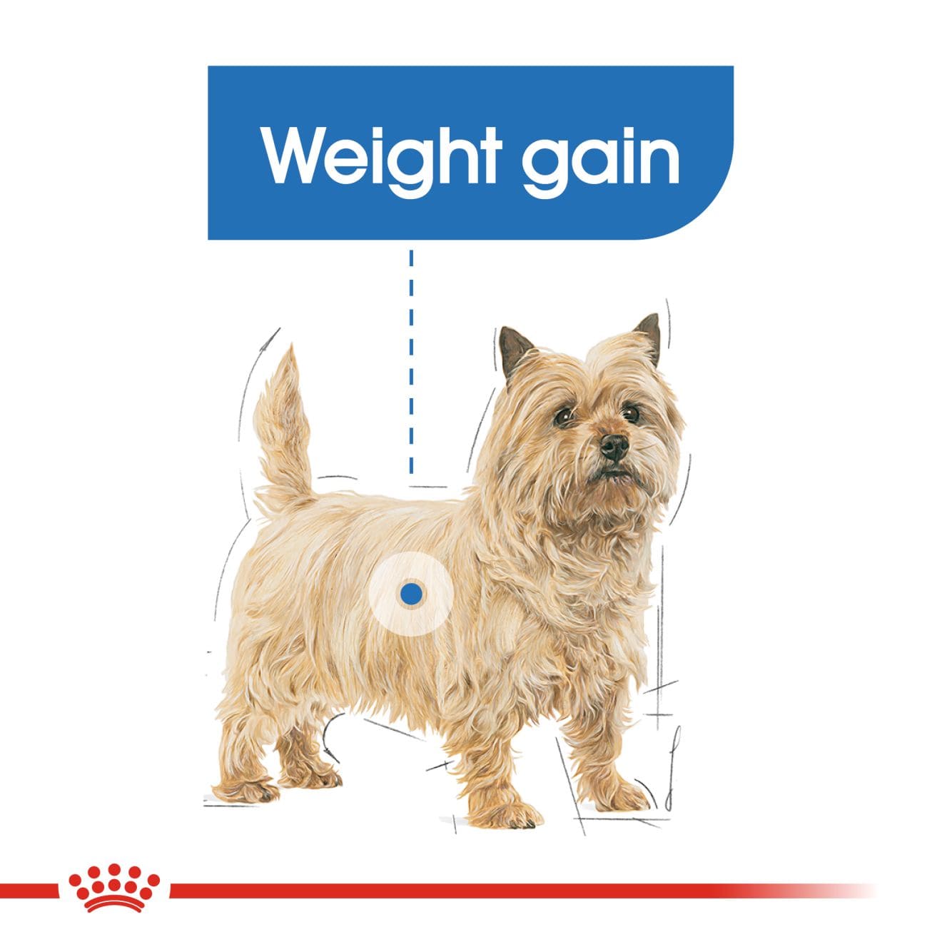 Royal Canin Light Weight Care Wet Dog Food Loaf In Sauce for Adult Dogs, 85g
