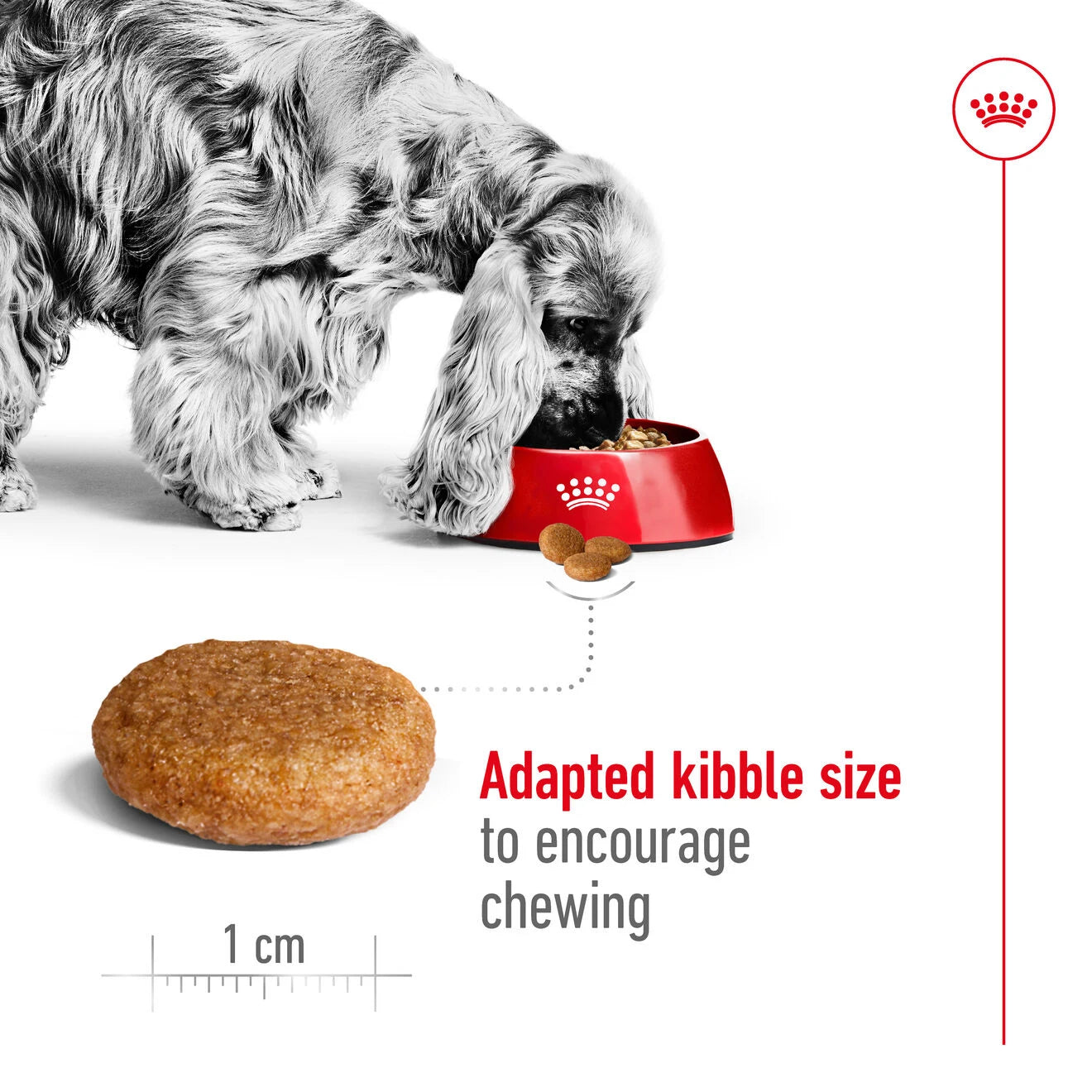 Royal Canin Dry Dog Food for Medium Breed Adult Dogs