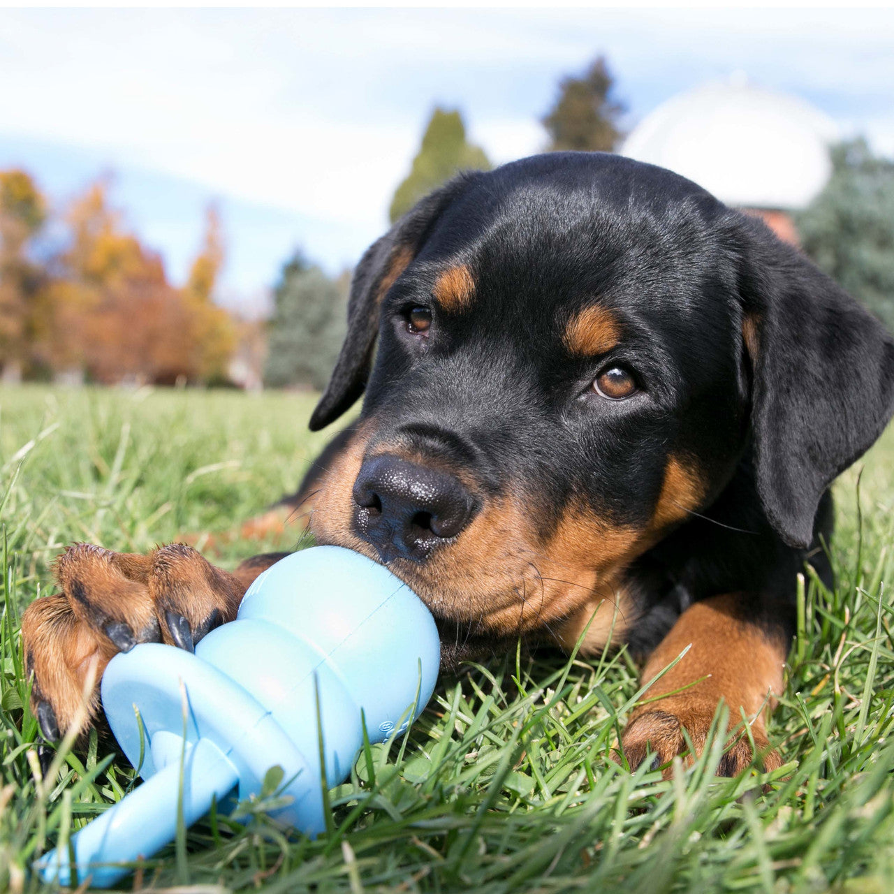 Kong Puppy Binkie Dog Toy, Medium