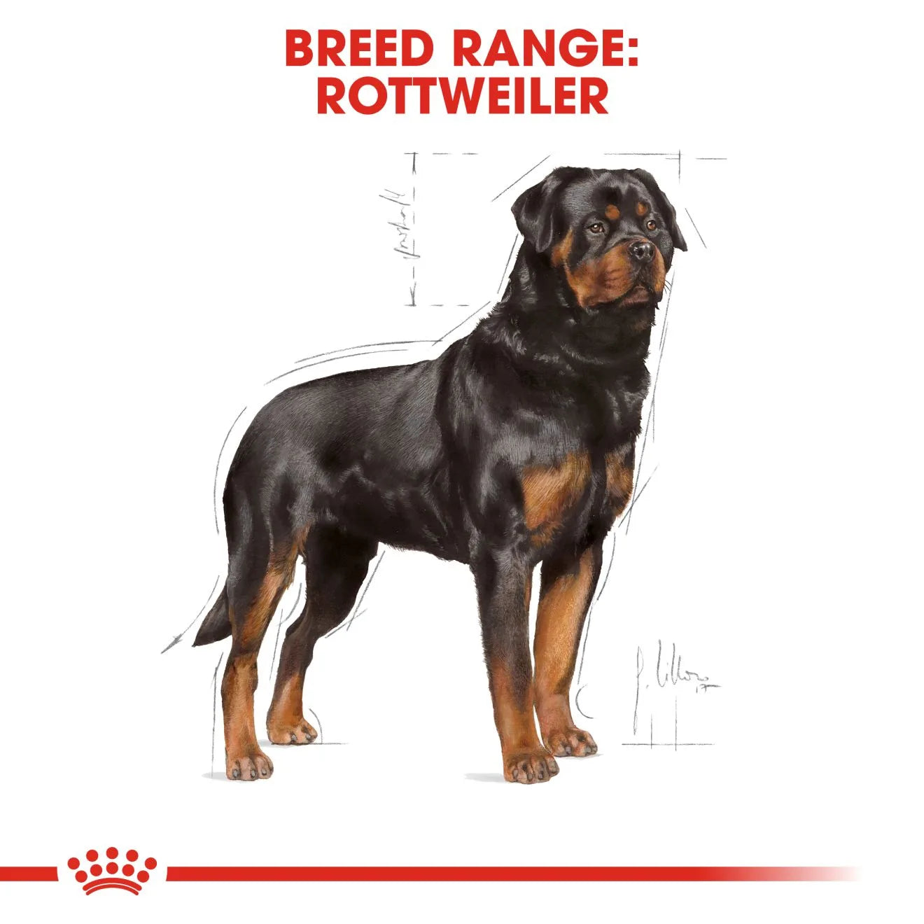 Royal Canin Dry Dog Food for Adult Rottweilers, 12kg