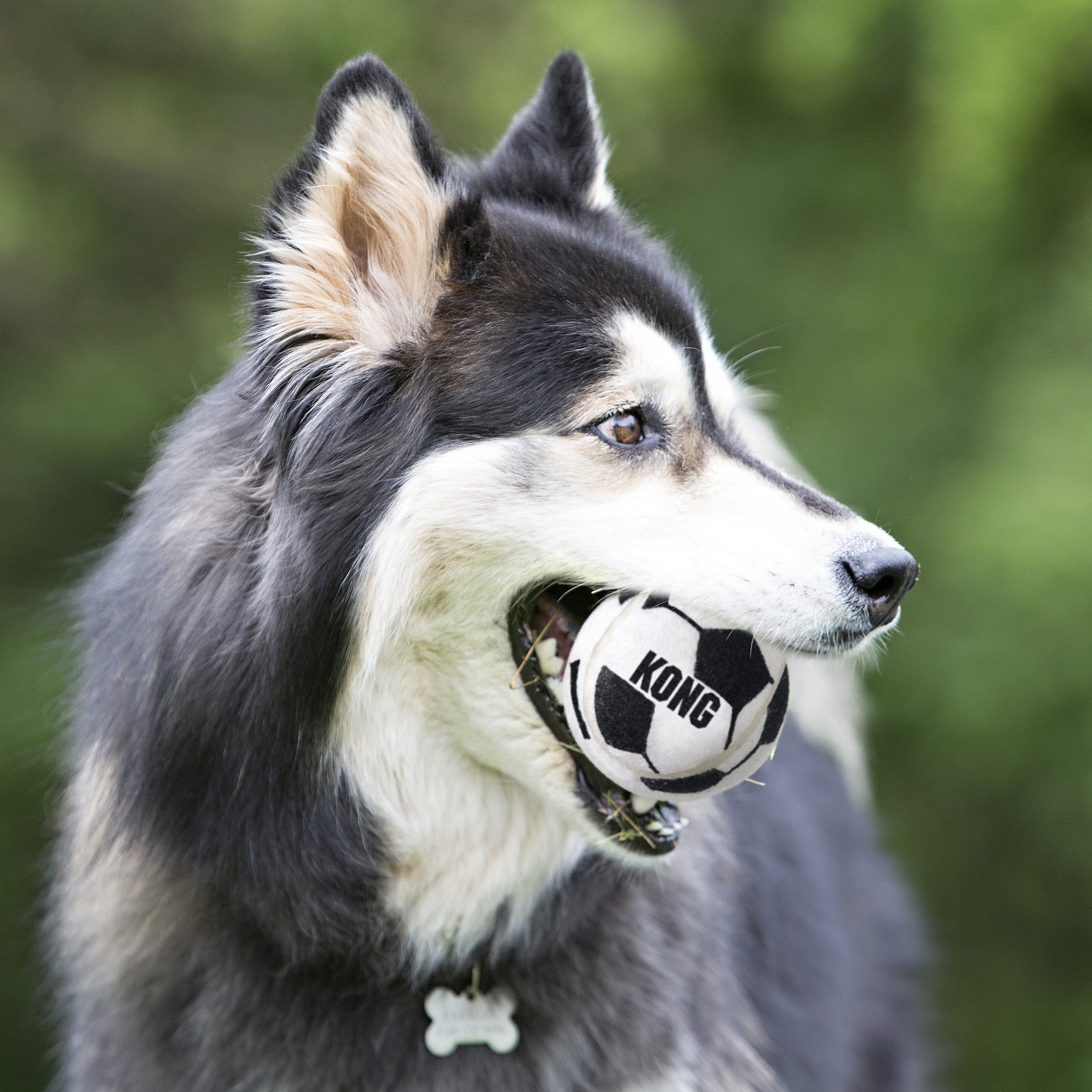 Kong Assorted Sports Balls Dog Toy