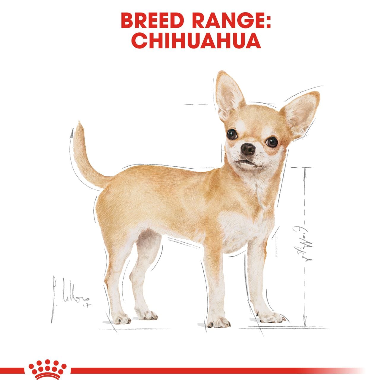 Royal Canin Wet Dog Food Loaf In Sauce for Adult Chihuahuas, 85g