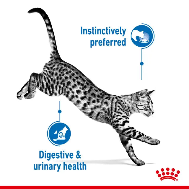 Royal Canin Indoor Sterilised Wet Cat Food Morsels in Gravy Cat for Adult Cats, 85g
