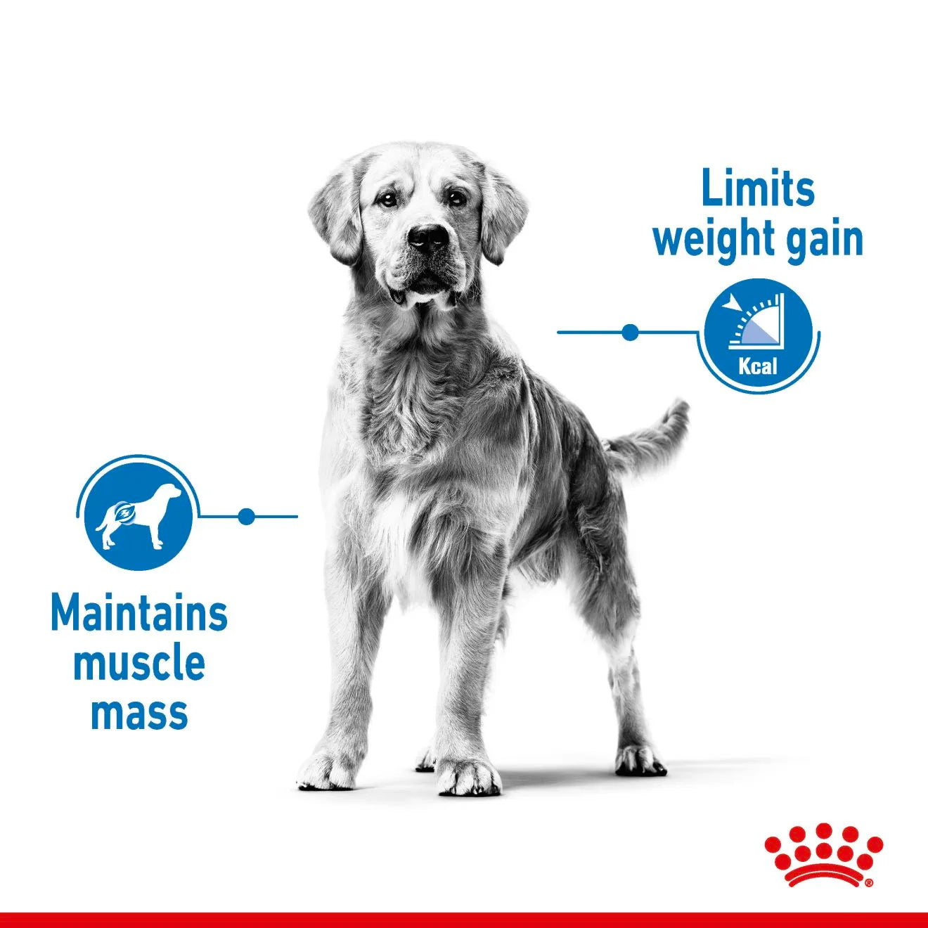 Royal Canin Light Weight Care Dry Dog Food for Large Breed Adult Dogs, 12kg