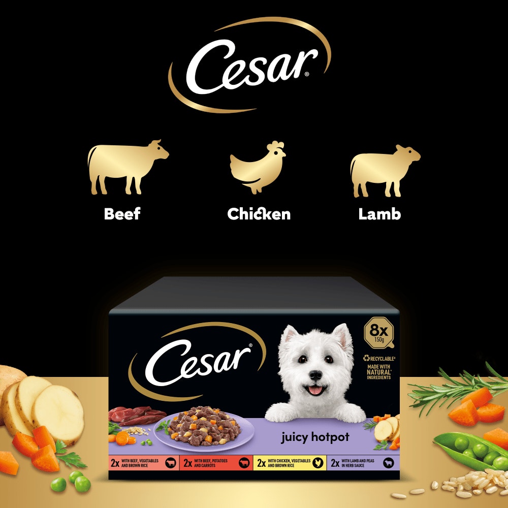 Cesar Juicy Hotpot Mixed in Gravy Wet Dog Food for Adult Dogs, 8 x 150g