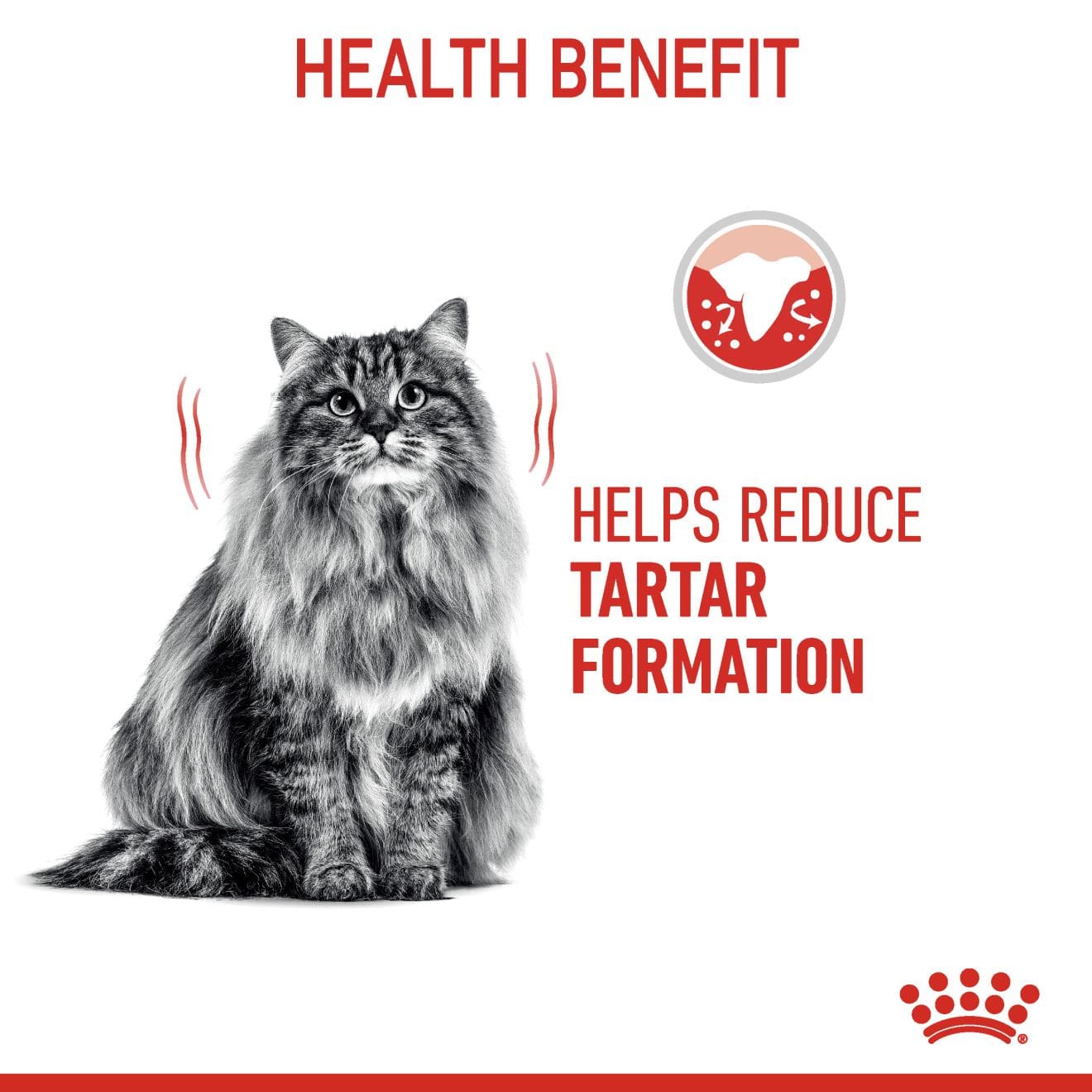 Royal Canin Dental Care Dry Cat Food for Adult Cats, 1.5kg