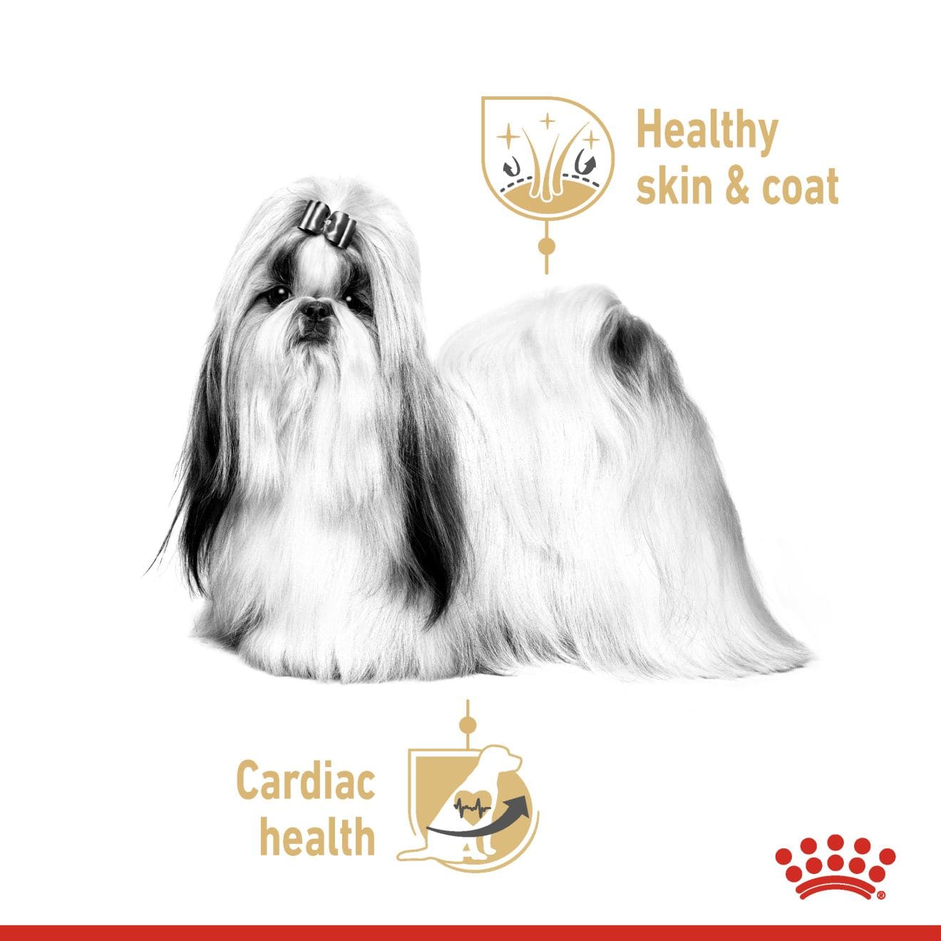 Royal Canin Wet Dog Food Loaf In Sauce for Adult Shih Tzus, 85g