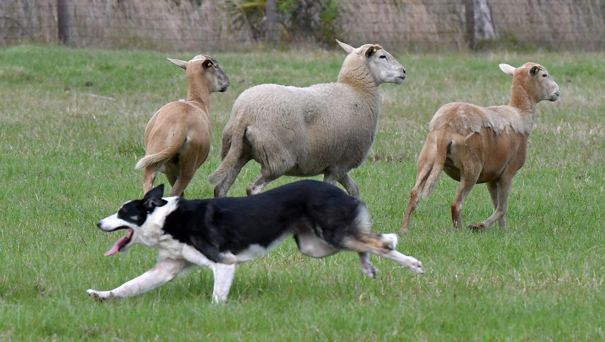 Donation - Tip Top Animal Working Beefy Bites Dry Dog Food for Adult Working Dogs, 15kg