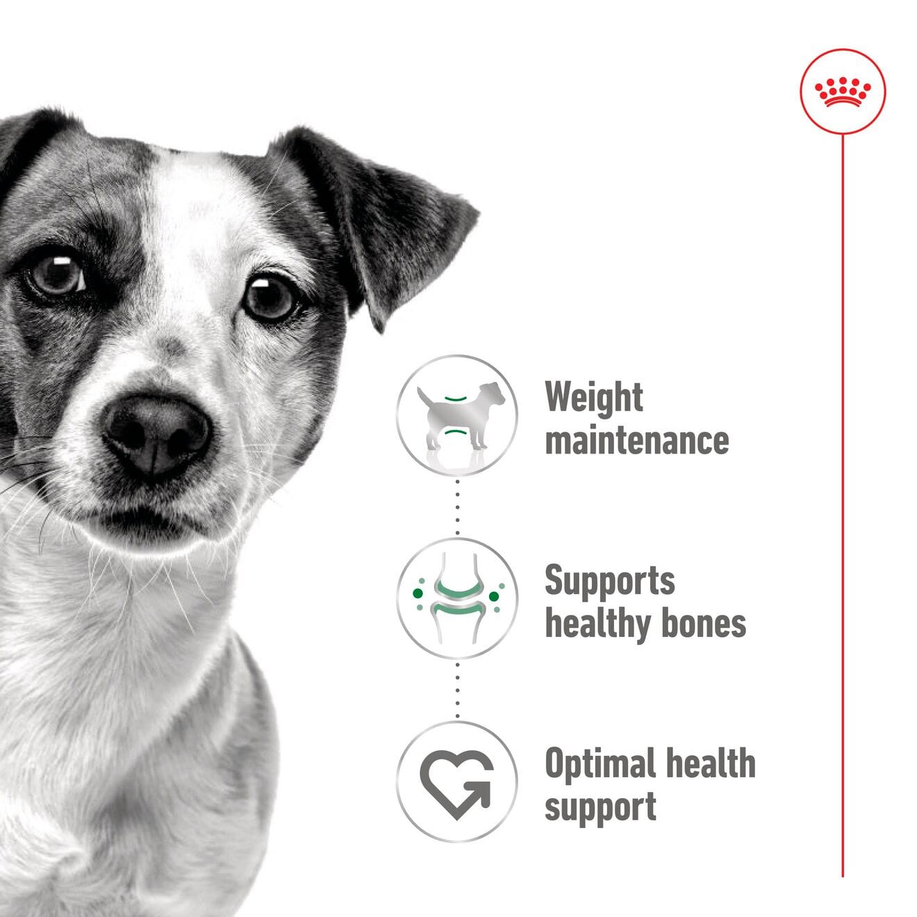 Royal Canin Wet Dog Food Chunks In Gravy for Small Breed Adult Dogs, 85g