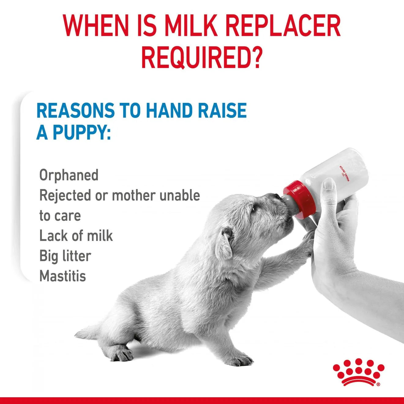 Royal Canin Babydog Milk for Puppies