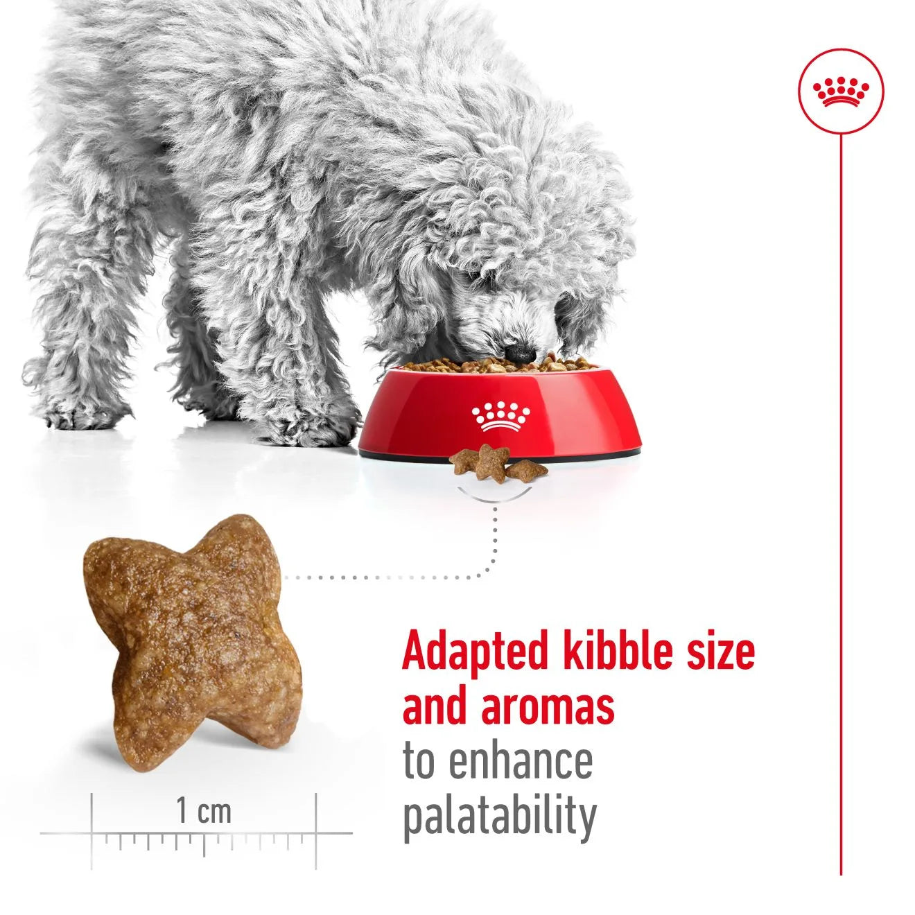 Royal Canin Dry Dog Food for Small Breed Adult Dogs