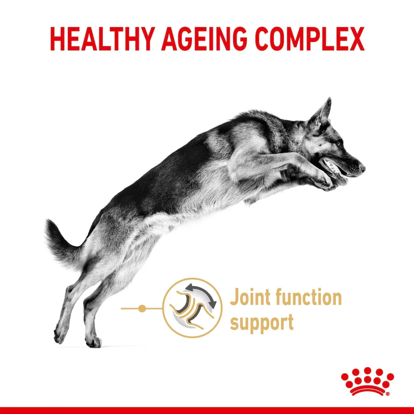 Royal Canin Dry Dog Food for 5+ Adult German Shepherds, 12kg