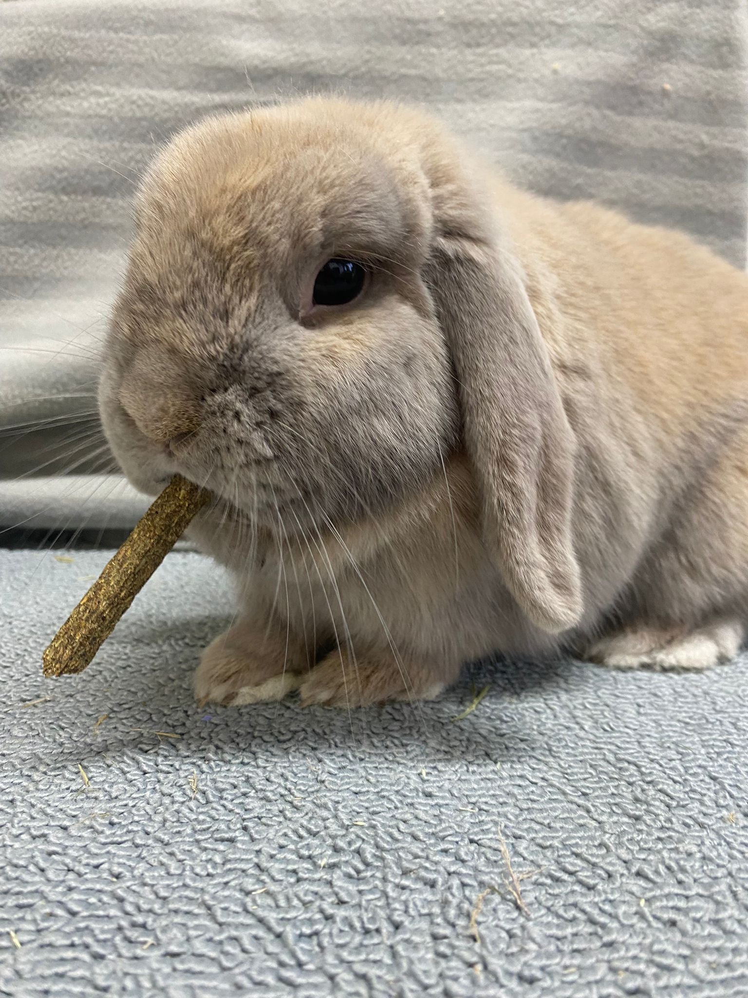 Selective Naturals Garden Sticks with Pea and Mint Rabbit Treats, 60g
