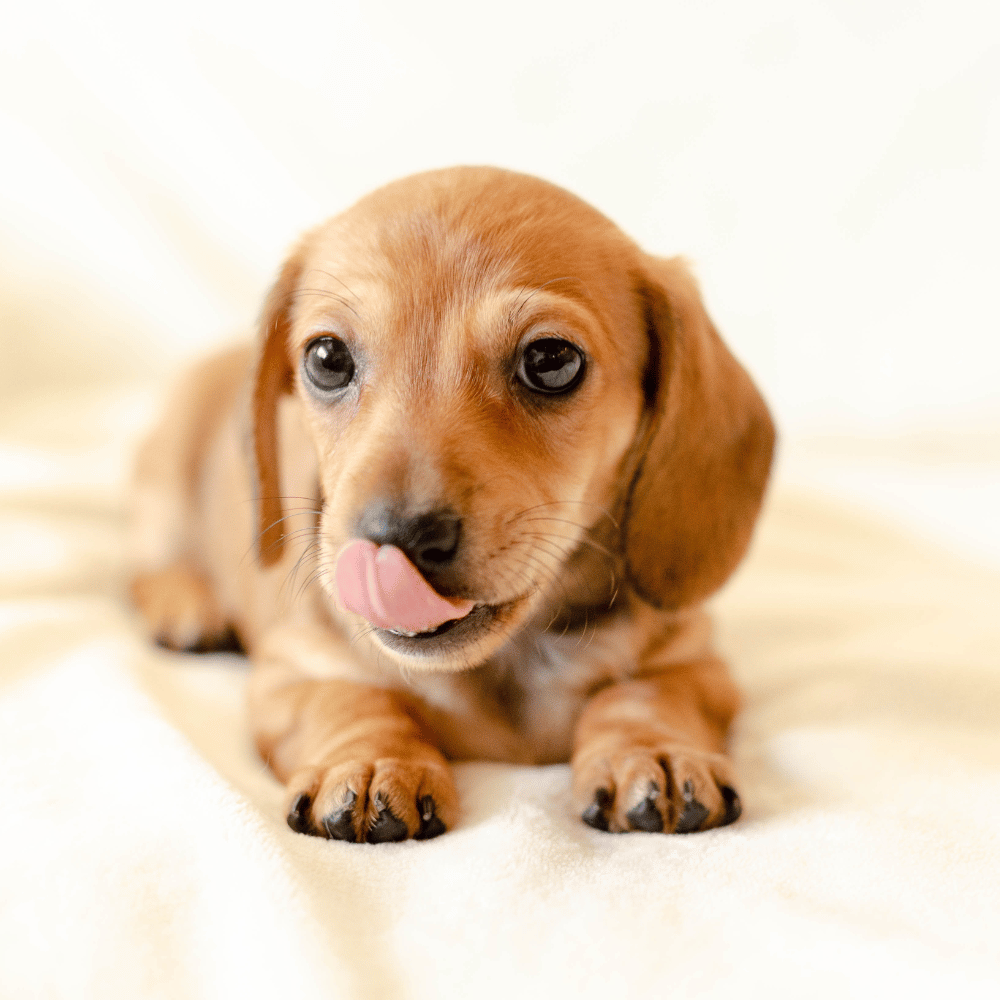 CocoPet