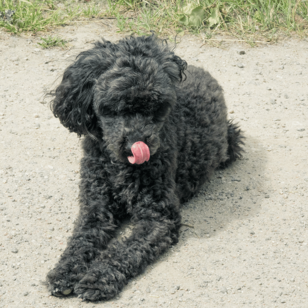 CocoPet