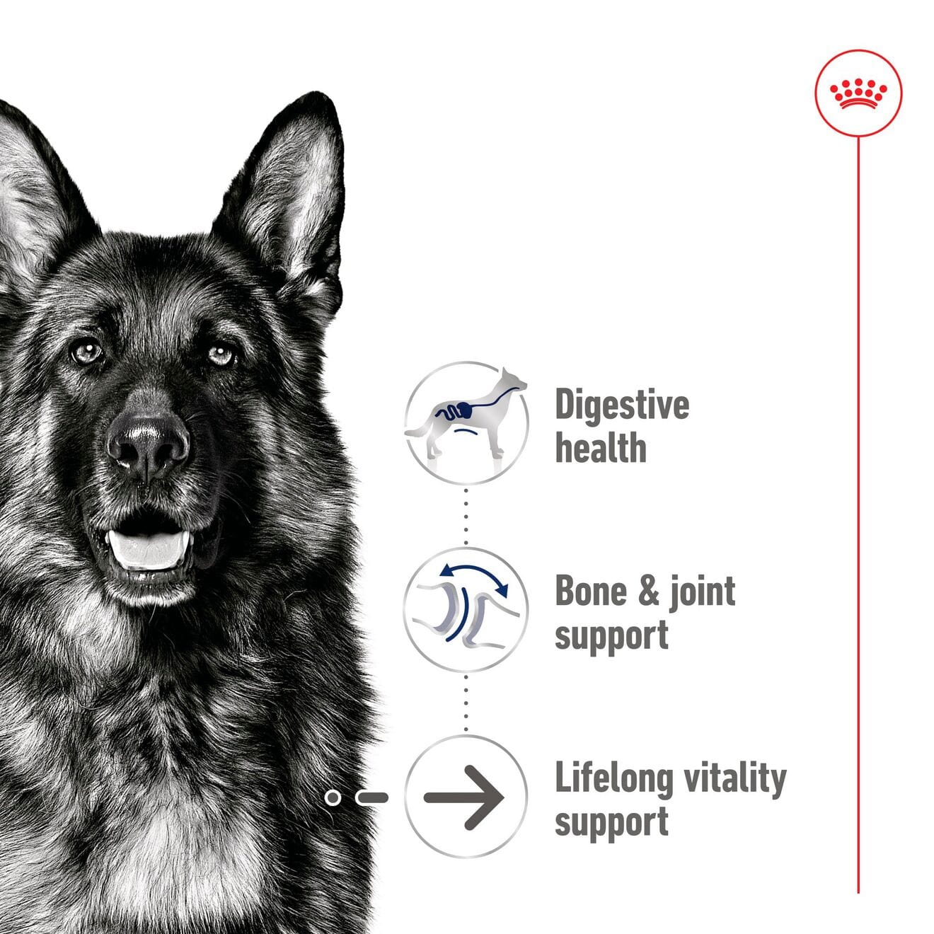 Royal Canin Ageing 5+ Wet Dog Food in Loaf for Large Breed Senior Dogs, 410g