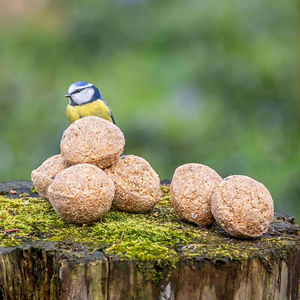 Hadley Fat Balls for Wild Birds - Box of 50