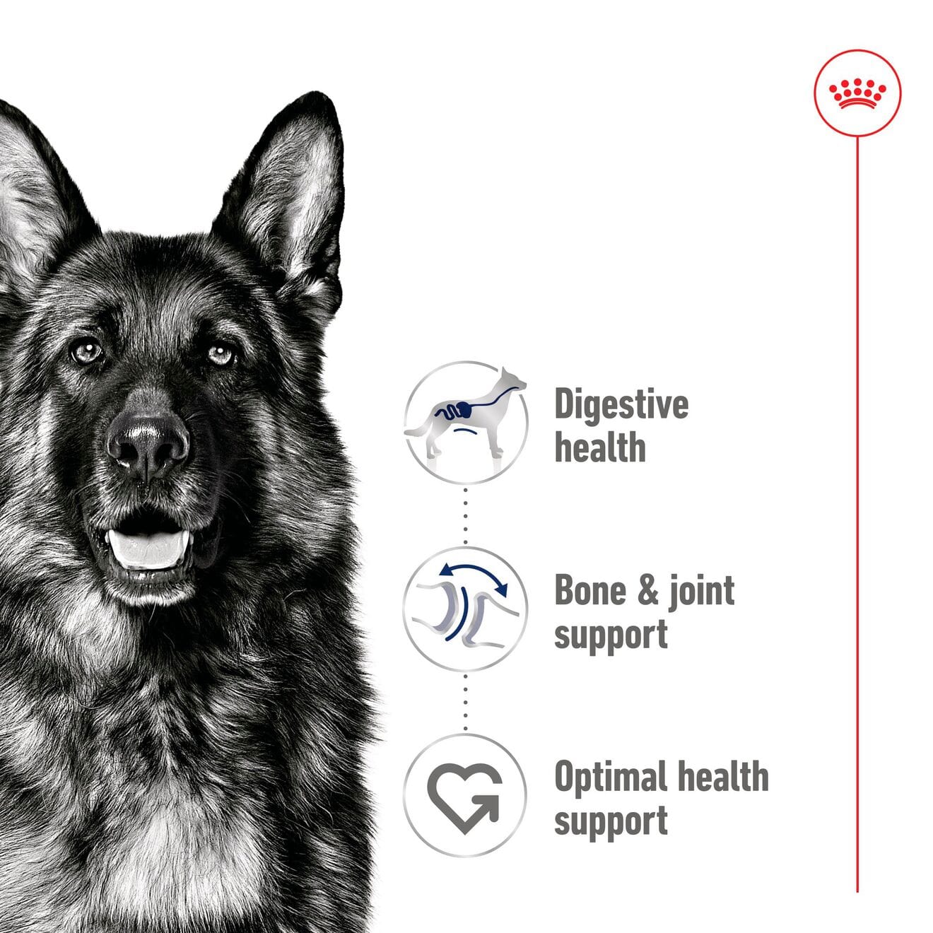 Royal Canin Wet Dog Food in Loaf for Large Breed Adult Dogs, 410g