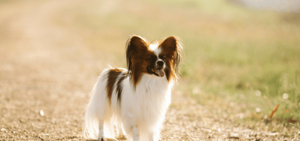 CocoPet