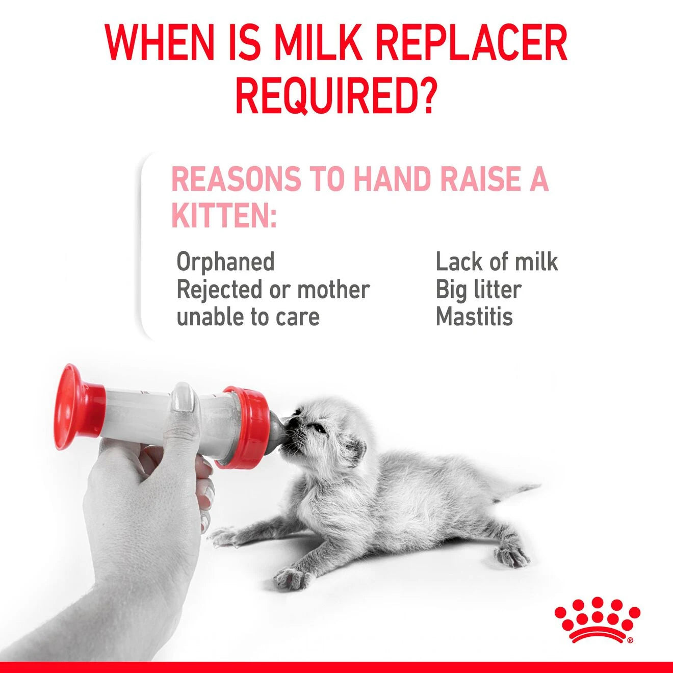 Royal Canin Babycat Milk Cat Food for Kittens, 300g