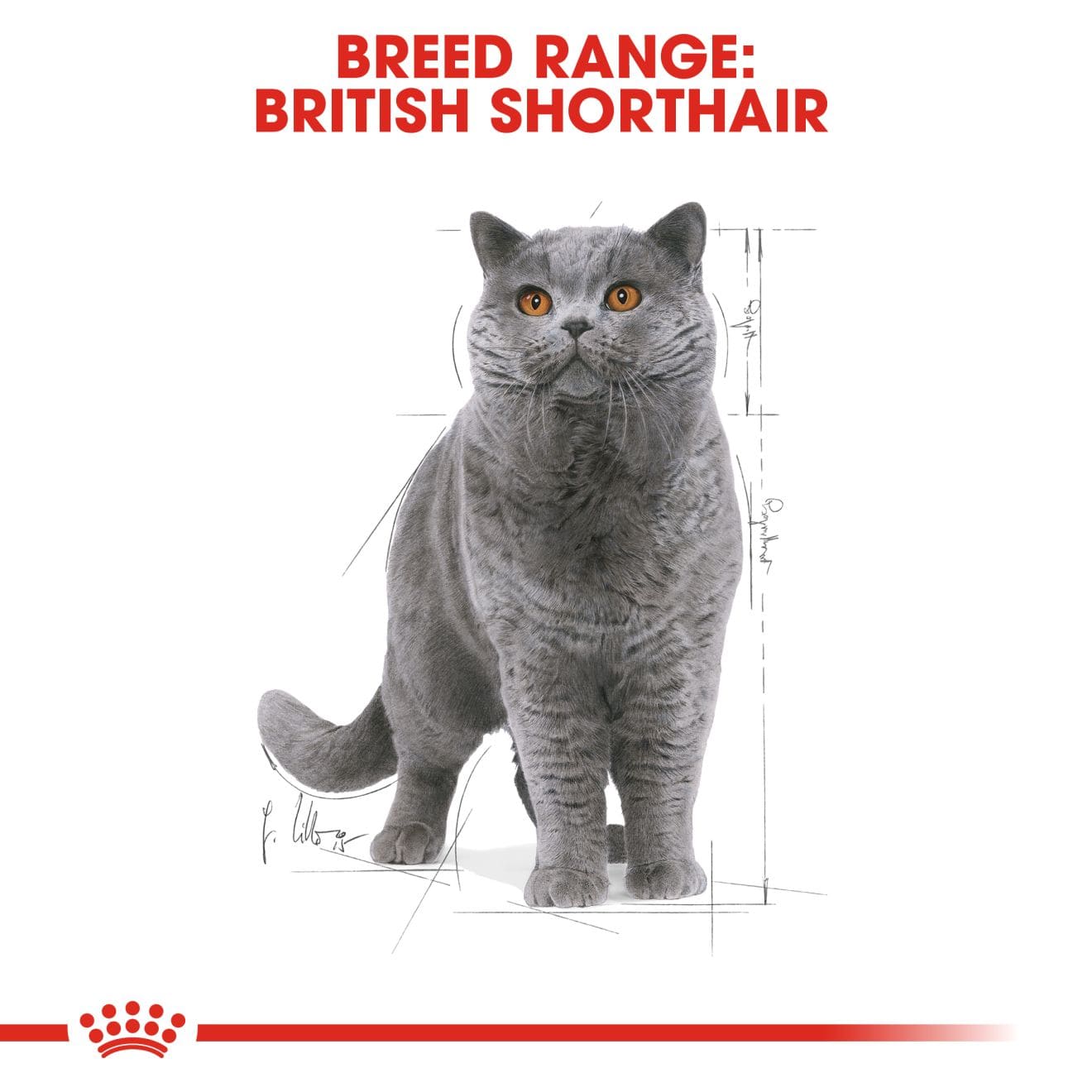 Royal Canin Wet Cat Food Chunks In Gravy for Adult British Shorthair Cats, 85g