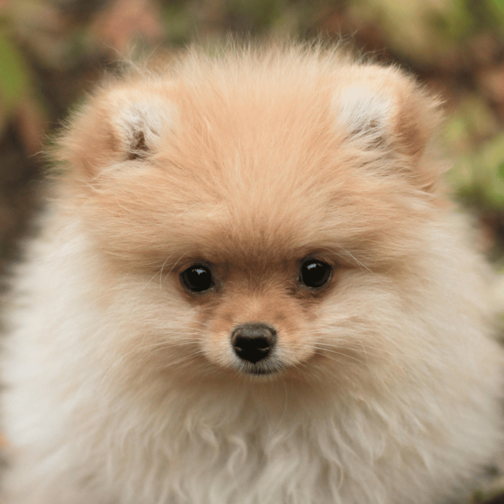 CocoPet