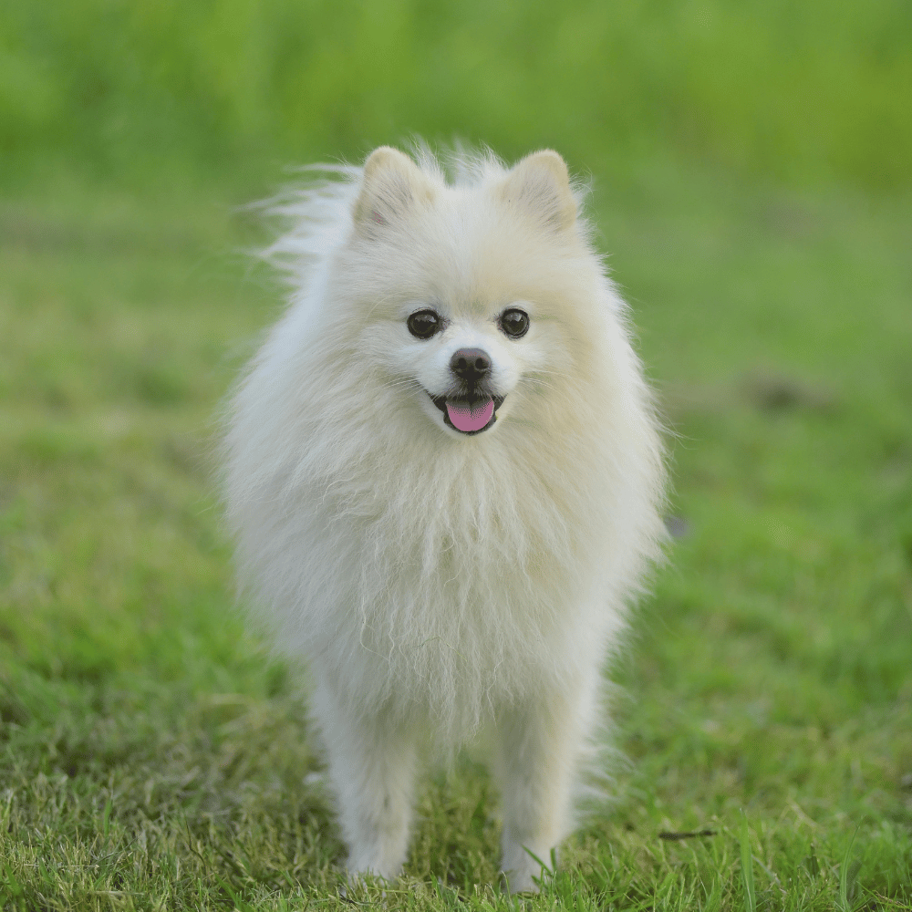 CocoPet