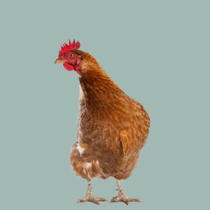 Poultry